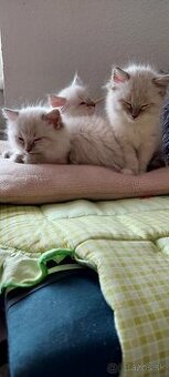 Ragdoll
