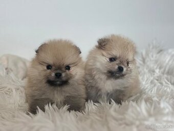 Pomeranian