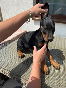Šteňatá Doberman
