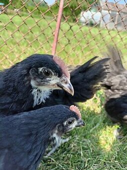 Australorp sliepky na predaj