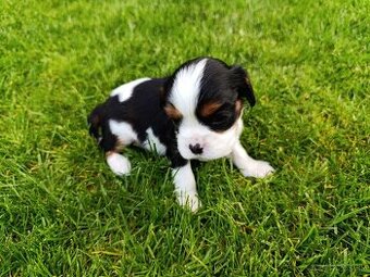 Cavalier king Charles