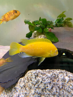 africke cichlidy