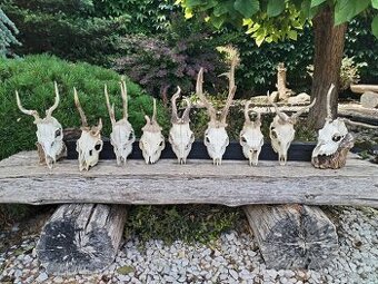 Srnčie trofeje raritne