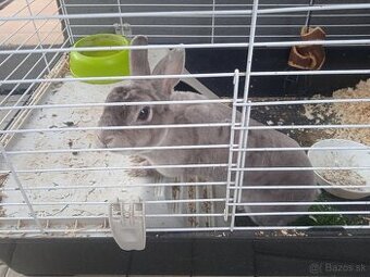 Predám klietku veľkú komplet plus krásneho zajačika