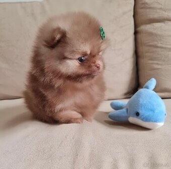 Pomeranian mini