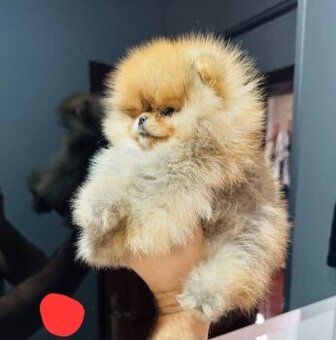 Pomeranian mini