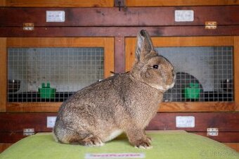 Malý viedenský divokosfarbený