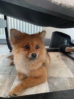 Pomeranian