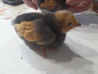 Predám kuriatka plemeno Vorwerk