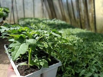 Predám priesady paradajky paprika kapusta