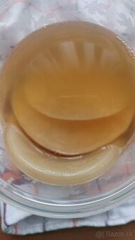 Kombucha Scoby huba s nasadou