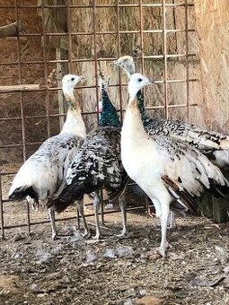 Pávy