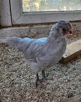 Predám kohútov 2025 araucana lavender