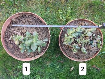Rozchodník tučnolistý Sedum, záhradné truhlíky vázy