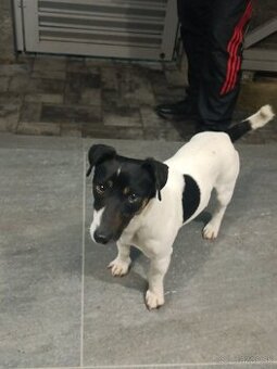 Jack Russell teriér - krytie