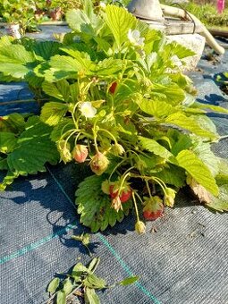 Planty jahôd viackrát rodiacich