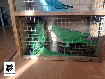 Alexander malý zelený predám/vymením