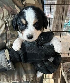 Šteniatka border kolie