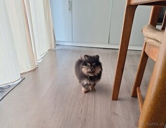 Pomerian - pomeranian