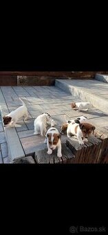 Jack Russel teriér šteniatka