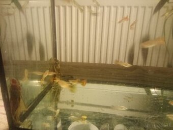 Za symbolickou cenu gupky a ancistrusy - 1