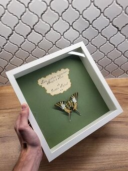 AKCIA Graphium Antiphates