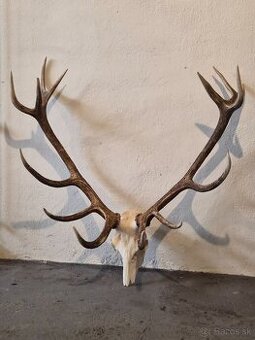 Trofeje,parohy,zhody