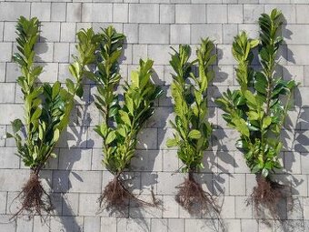 Vavrinovce, červienky  AKCIA 80cm/4€ (dovoz cela SR)