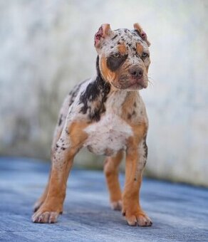 American bully xl, pitbull xxl merle tricolor k odberu