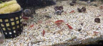 krevetky Neocaridina - Red Cherry