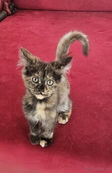 Mainske myvalie mačiatko