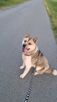 Akita inu