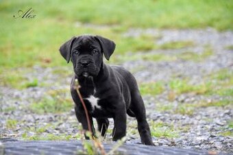 Cane Corso štěňátka s FCI PP
