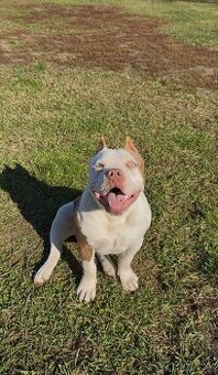 American bully