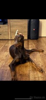 Doberman fena