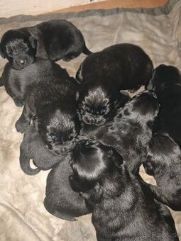 Newfoundland Novofundlandsky