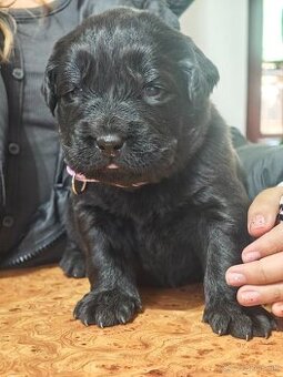 Newfoundland Novofundlandsky - 1