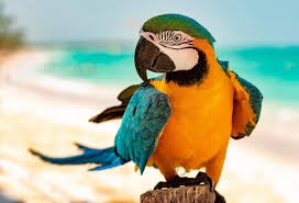 Ošetrovateľ zvierat v Dominikánskej republike 🌺🦎🦜🌴