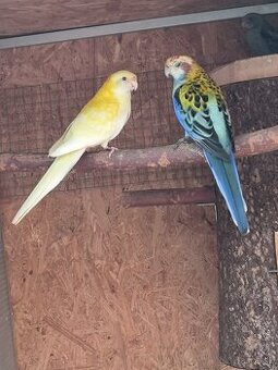 Rozela žltohlavá lutino