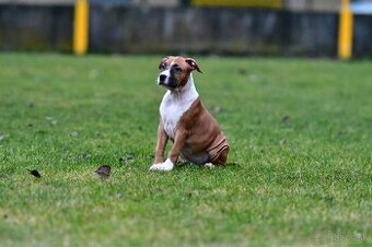 Americký stafordšírsky teriér s pp