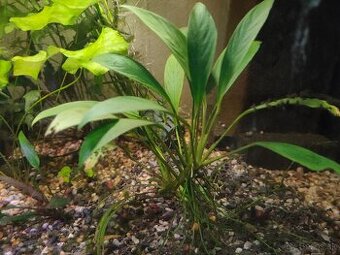 RASTLINY Z AKVARIA an