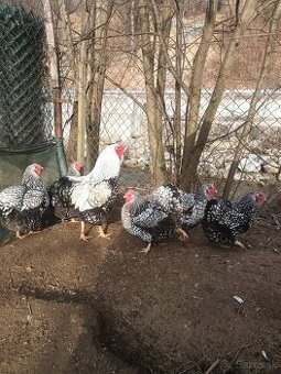 Násadove vajcia wyandotka SČL, leghorn, vlaska jarabicia