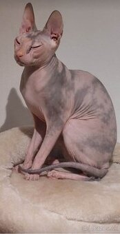 Donsky Sphynx
