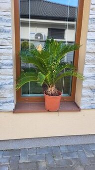 Cycas Revoluta