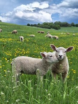 100% TEXEL