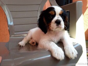 Cavalier tricolor