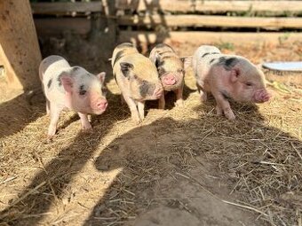 Göttingenské Mini Prasiatka 🐷