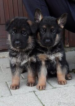 Nemecký ovčiak - šteniatka s PP na predaj