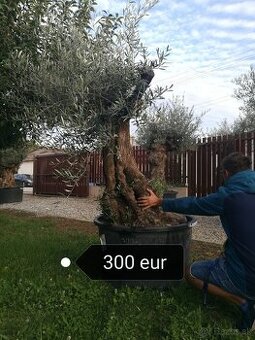 Olivovník Mrazuvzdorný