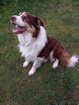 Border kólia - hnedo biely pes s pálením